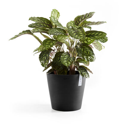 Ecopots Amsterdam sort 30 cm Ecopots Amsterdam sort 30 cm